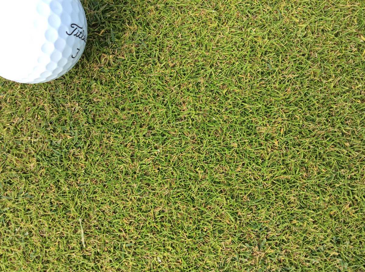 1 Kg Semillas Pasto Para Golf Bent Grass - Agrostis Dominant - $ 1,488.
