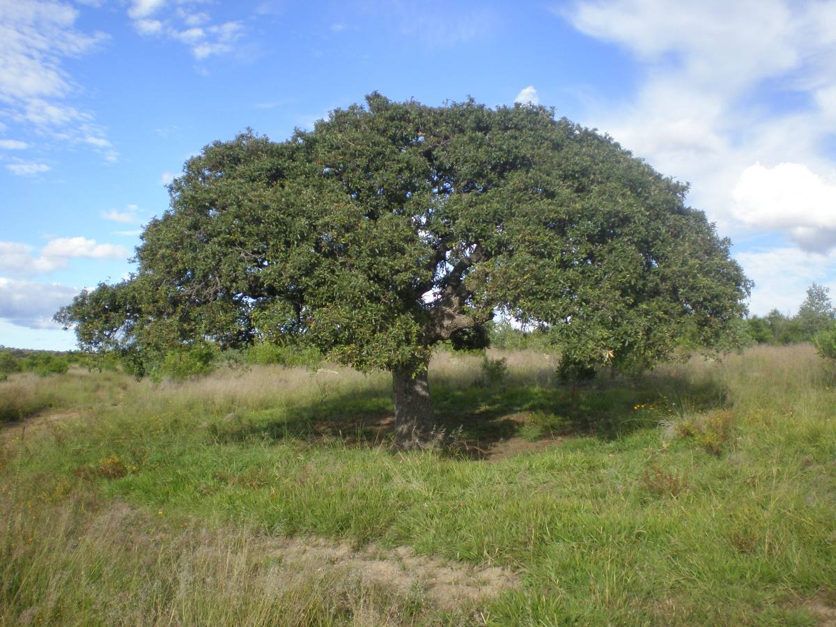 encino definicion – encina significado – QFB66