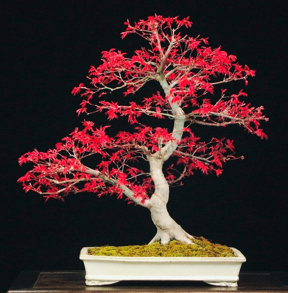 10 Sementes Bonsai Acer Palmatum Vermelho Árvore P/ Mudas 