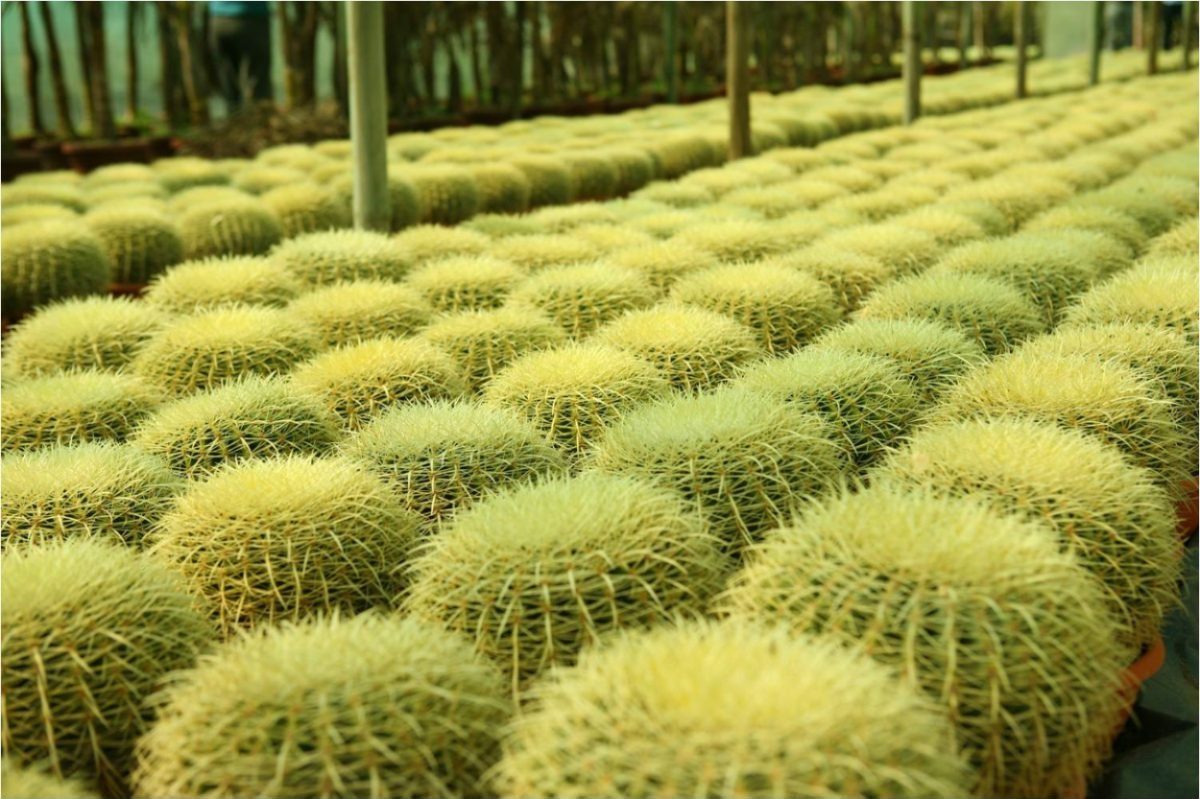 10 Sementes Cactos Bola Cactus Barril Cadeira De Sogra 