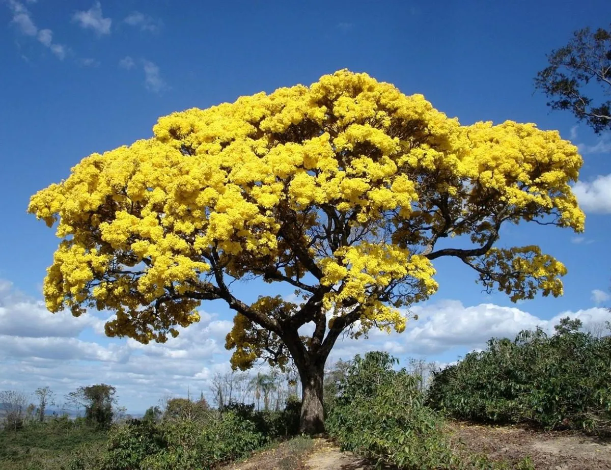 10-sementes-de-arvores-ip-amarelo-tabebuia-alba-c-garantia-D_NQ_NP_855318-MLB27885401878_082018-F.webp