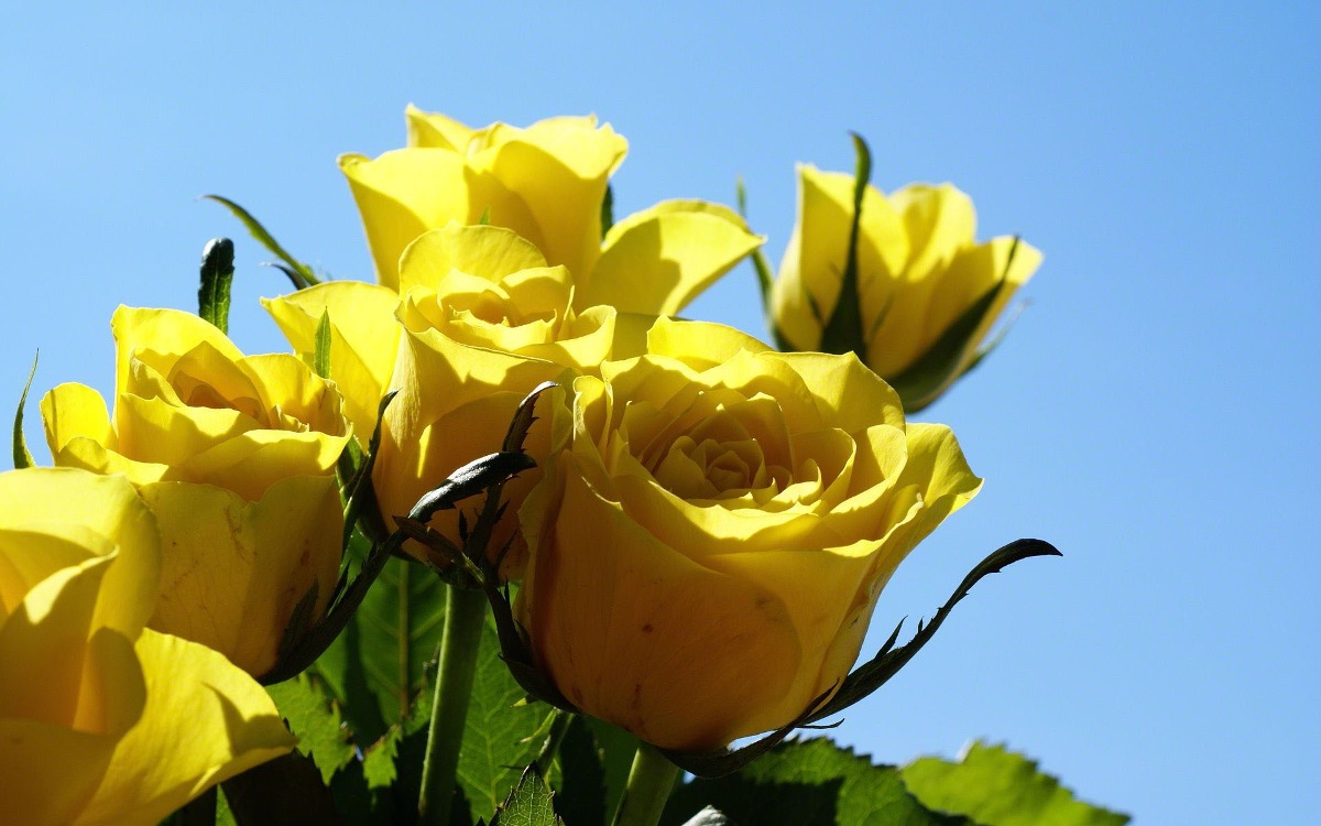 jardim rosas amarelas:10 Sementes De Rosa Amarela + Frete Gratis – R$ 7,90 em Mercado Livre jardim rosas amarelas:10 Sementes De Rosa Amarela + Frete Gratis – R$ 7,90 em Mercado Livre