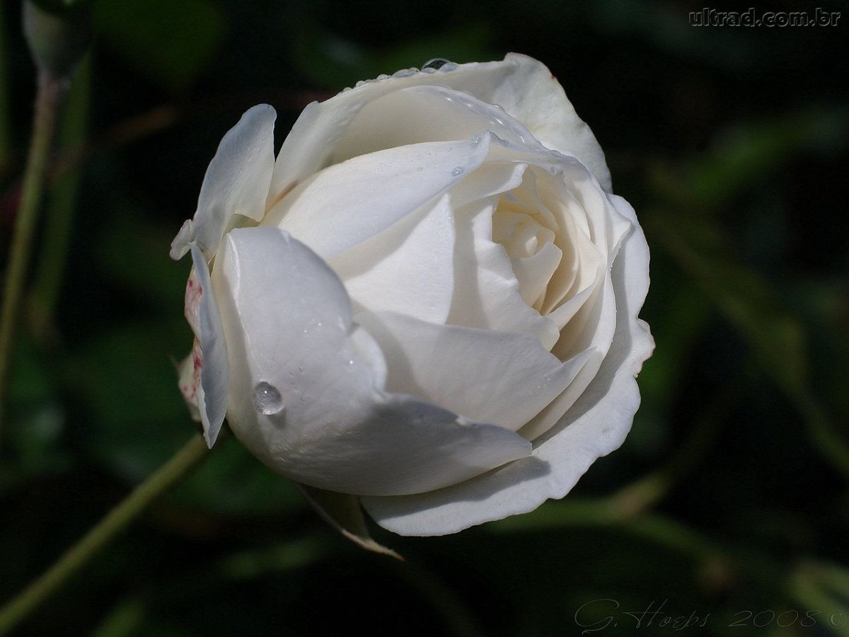 10 Sementes De Rosa Branca Holandesa + Frete Gratis - R$ 7 