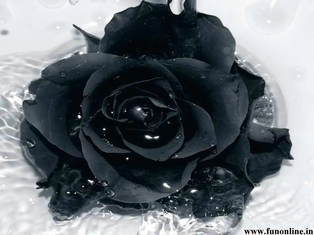 10 Sementes De Rosa Negra + Frete Gratis - R$ 7,90 em 
