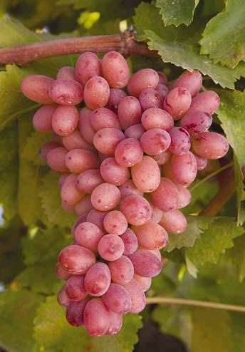 Resultado de imagem para o de uva rosada