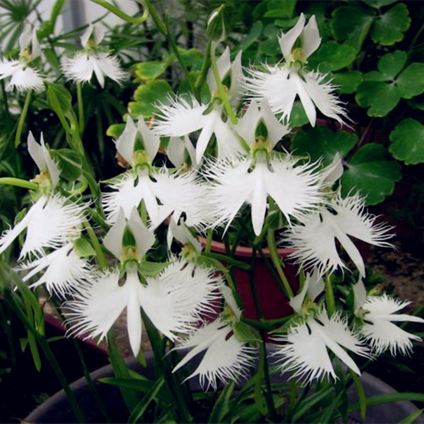 10 Sementes Orquídea Pombo Branco Exóticas Raras/p Mudas 