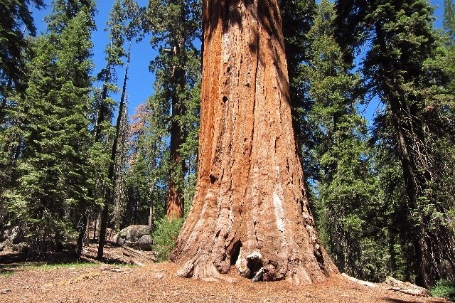 (10) Sementes - Sequoia Gigante + Folheto Como Plantar 