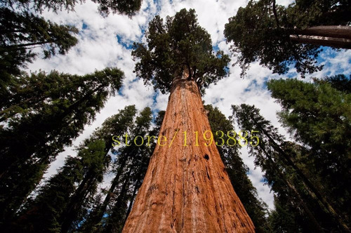 (10) Sementes - Sequoia Gigante + Folheto Como Plantar 