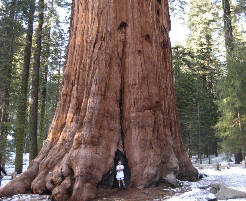 10-sementes-sequoia-gigante-sequoiadendron-giganteum-bonsai-D_NQ_NP_966077-MLB29796754374_032019-F.jpg