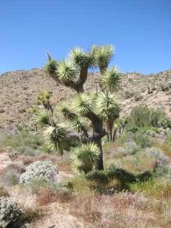 mojave brevifolia yucca astazi vedete sunt miculescu codigo 1423 semillas nationalpark