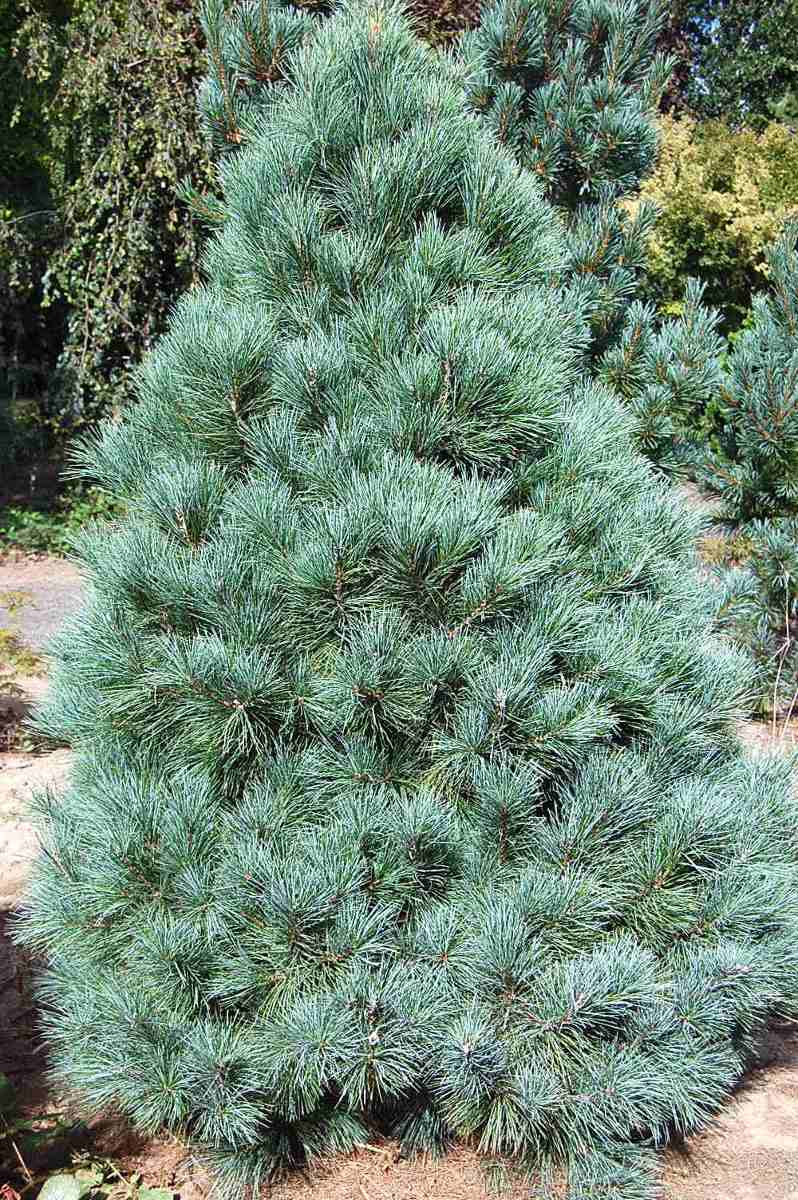 Resultado de imagen para eL PINUS AYACAHUITE