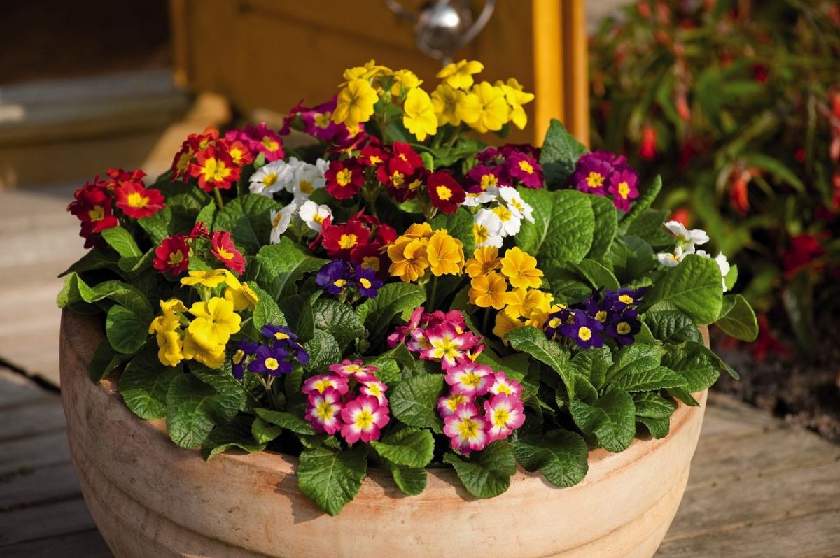 100 Sementes Da Flor Primula Elatior Sortida Frete Grátis 