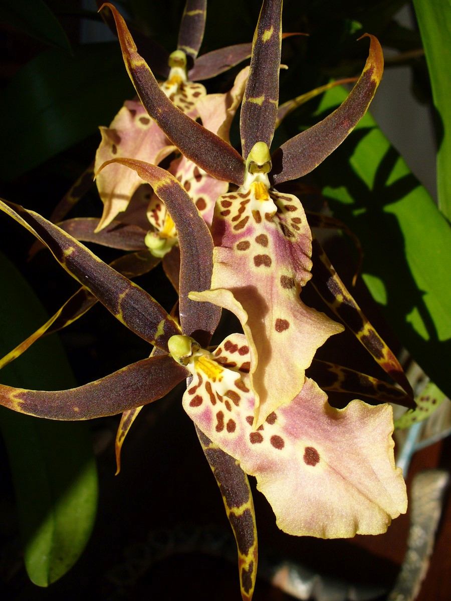 100 Sementes De Orquidea Aranha Negra - Brassia Black 100 Sementes De Orquidea Aranha Negra - Brassia Black