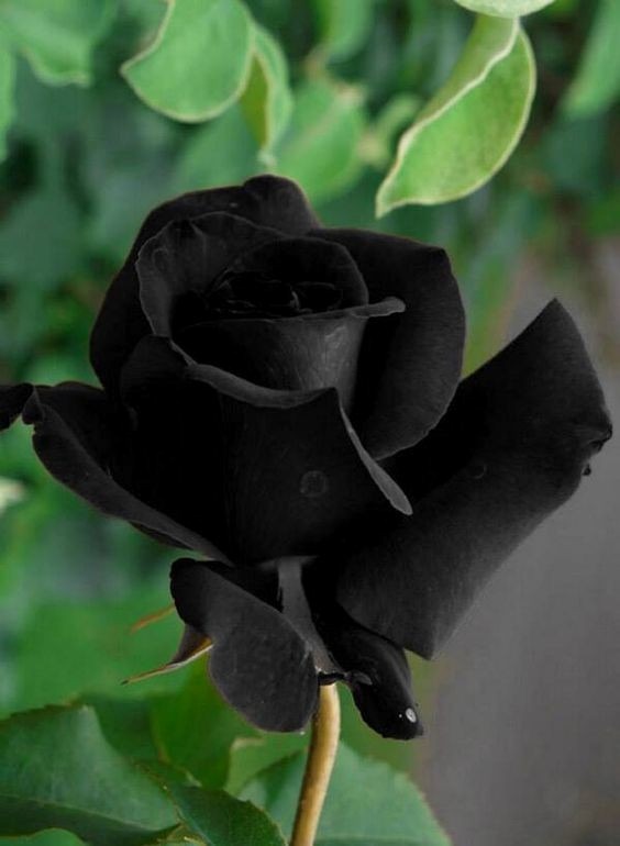 100 Sementes De Rosa Preta Negra Rosas Raras - Frete 