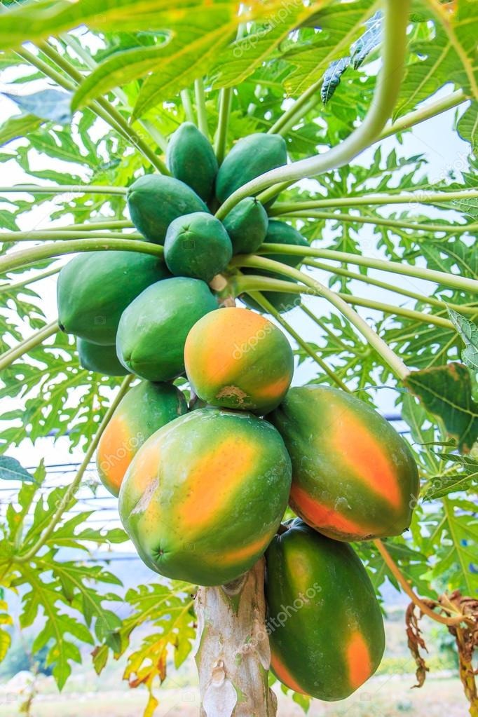 100 Sementes Do Mamão Gigante Onride Para Grande Produção 100 Sementes Do Mamão Gigante Onride Para Grande Produção