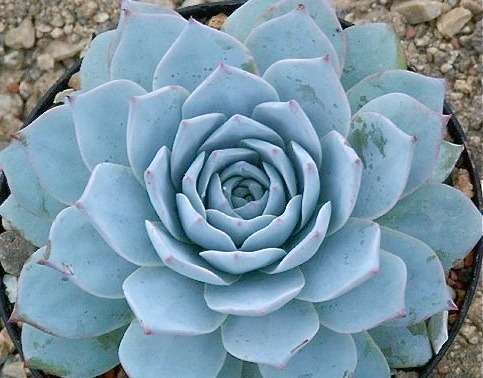 100 Sementes Suculentas Azul - Echeveria Peacockii - R$ 29 100 Sementes Suculentas Azul - Echeveria Peacockii - R$ 29