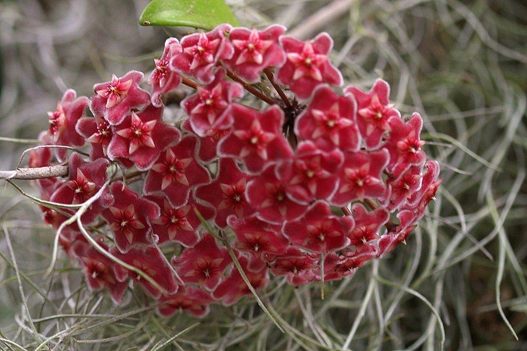 100 Sementes Trepadeira Flor De Cera Vermelha - Hoya 