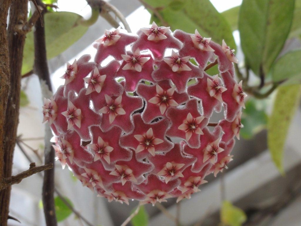 100 Sementes Trepadeira Flor De Cera Vermelha - Hoya 
