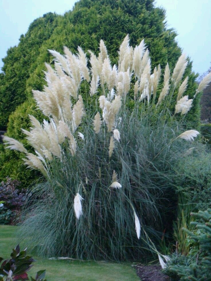 100 Semillas Pampagrass (hierba De Las Pampas) - $ 50.00 ... 100 Semillas Pampagrass hierba De Las Pampas 5000