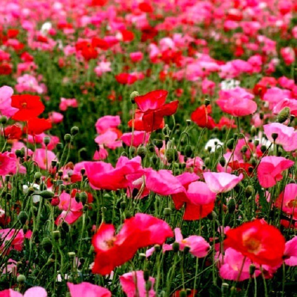 1 000 semillas amapolas francesa rosadas y rojas orgánicas