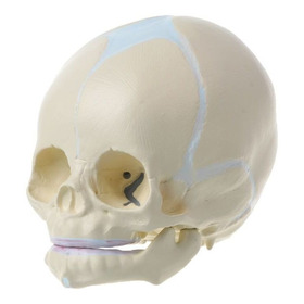 1:1 Crânio Médico Infantil Fetal Humano Skelet Anatômico
