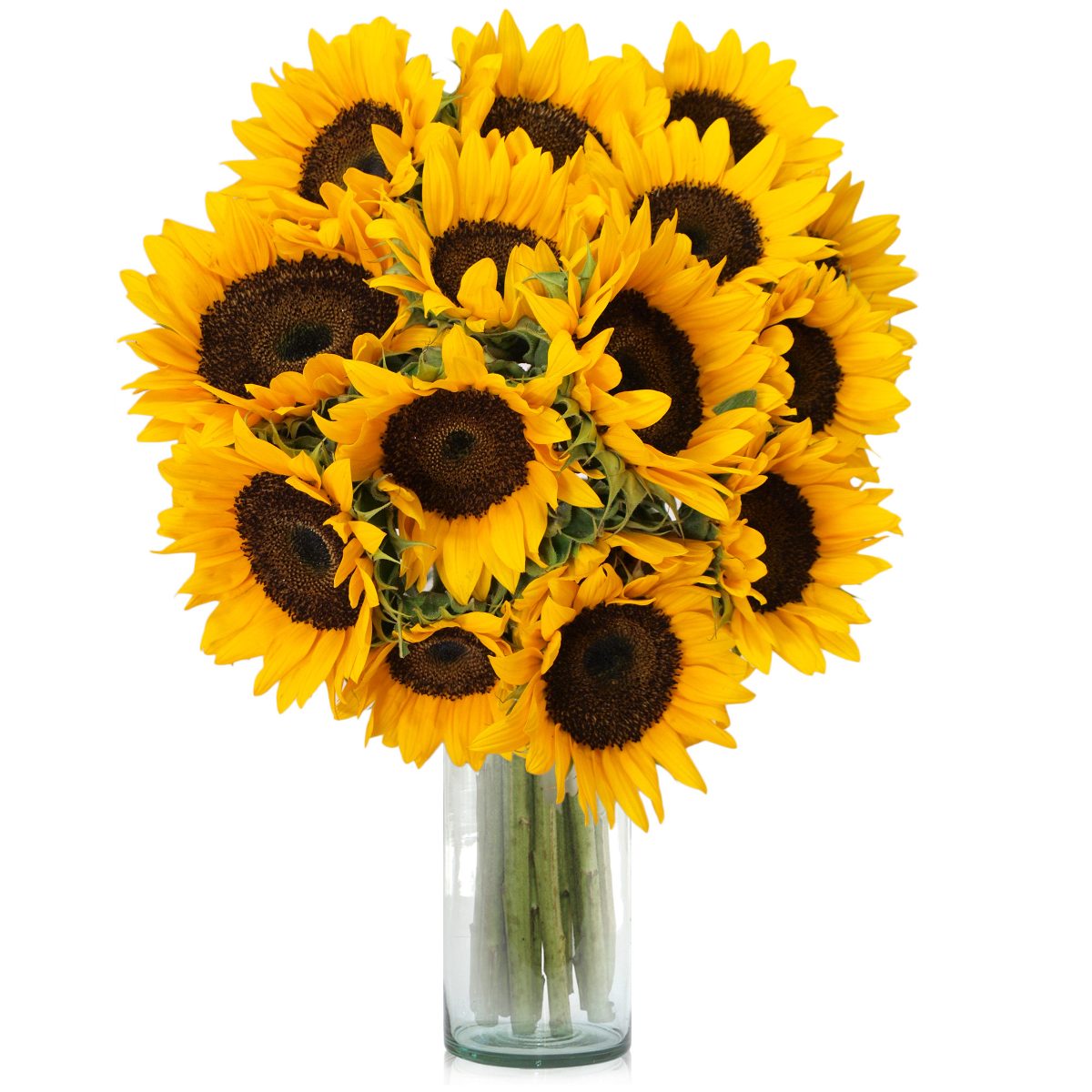Maravillosa Muebles Exterior Madera #5: 12-flores-de-girasol-a-domicilio-envio-a-todo-mexico-D_NQ_NP_20933-MLM20201755052_112014-F.jpg Maravillosa Muebles Exterior Madera #5: 12-flores-de-girasol-a-domicilio-envio-a-todo-mexico-D_NQ_NP_20933-MLM20201755052_112014-F.jpg