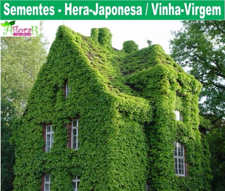 (12) Sementes Falsa-vinha (hera-japonesa) + Como Plantar 