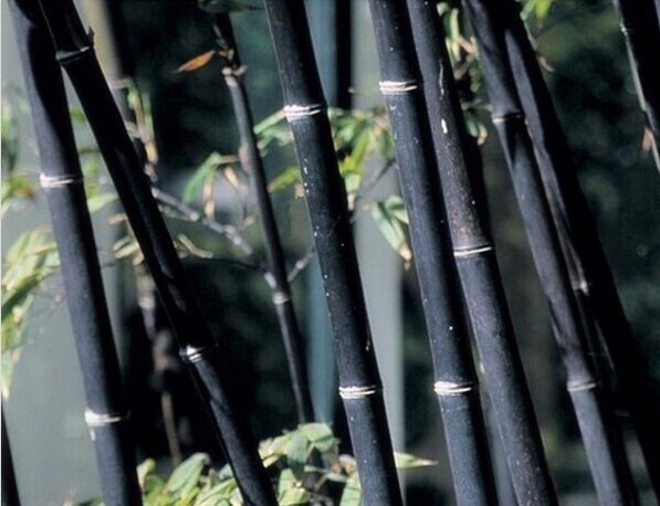 15 Sementes Betung Hitam  Bambu  Negro folheto Como 