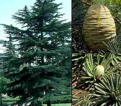 CEDRO LIBANO cedrus libani IDEAL BONSAI 100 semillas frescas