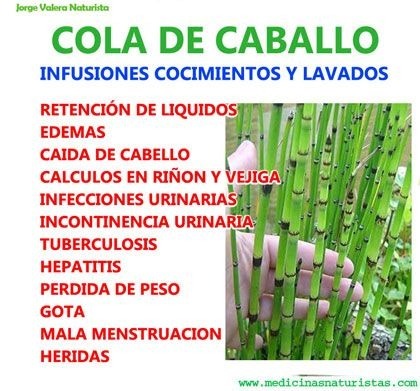 2 Planta Cola De Caballo Medicinal Envio Dhl 360 00 En