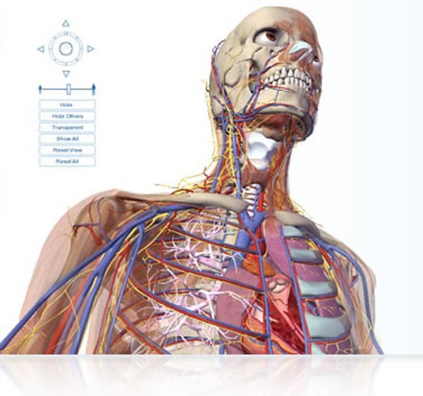 visible body 3d human anatomy atlas free download visible body 3d human anatomy atlas free download