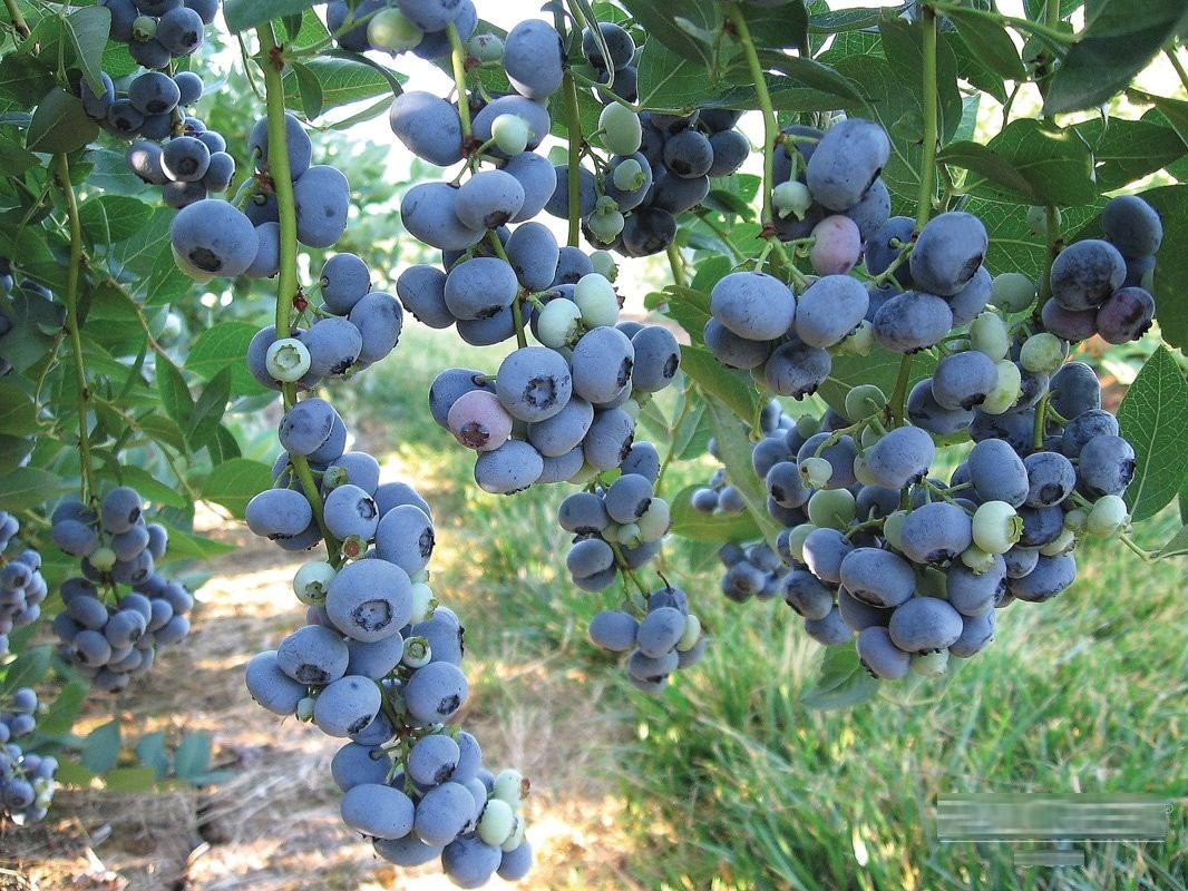20 Sementes Blueberry Mirtilo Anão Vaso + Frete Grátis - R 20 Sementes Blueberry Mirtilo Anão Vaso + Frete Grátis - R