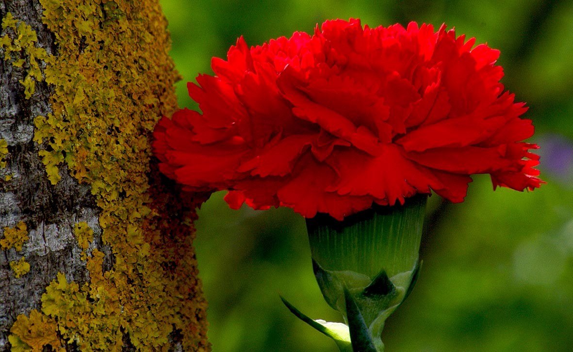 20 Sementes De Flor - Cravo Vermelho Para Mudas - Flor - R 