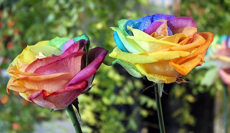 (20) Sementes Rosas Arco-íris + Folheto Como Plantar! - R (20) Sementes Rosas Arco-íris + Folheto Como Plantar! - R