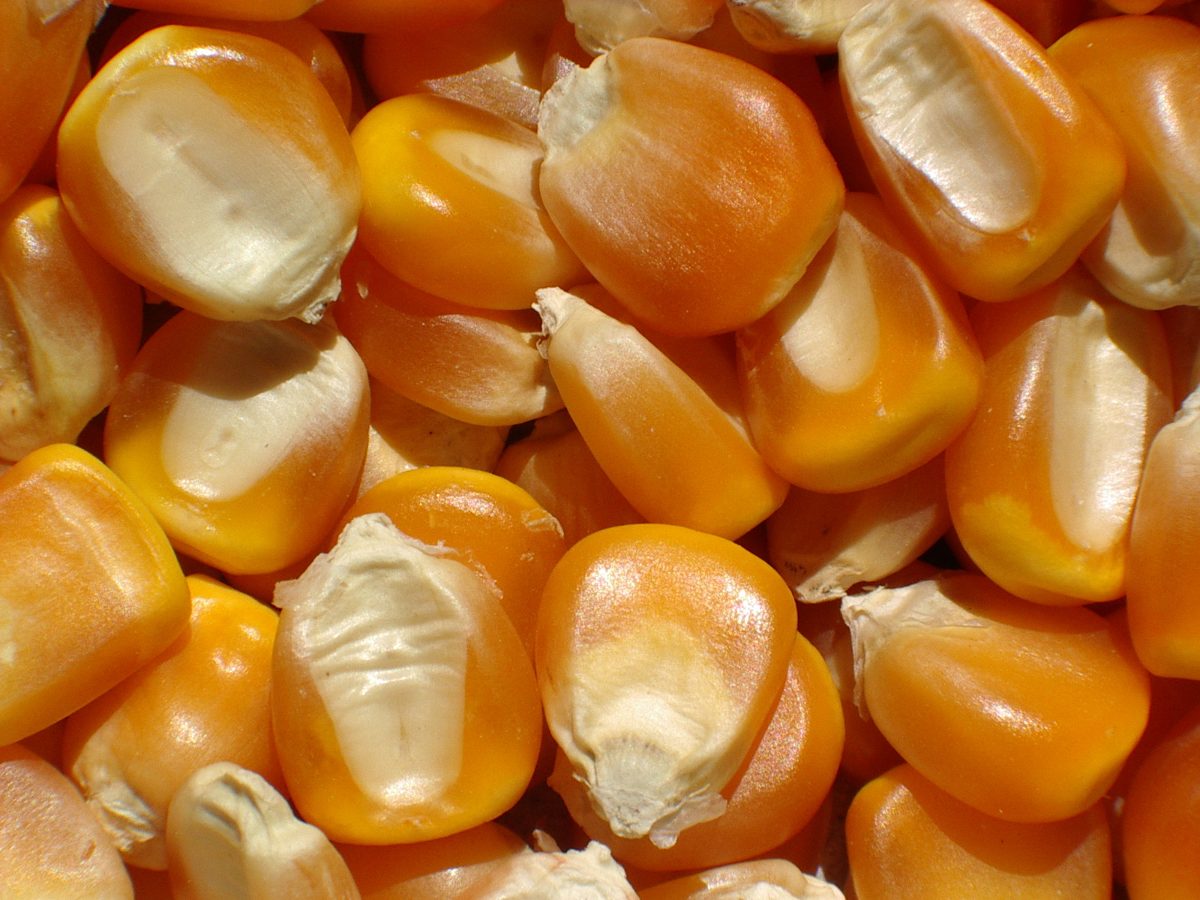 24 Sementes De Milho De Pipoca Top Seed Frete Grátis - R 