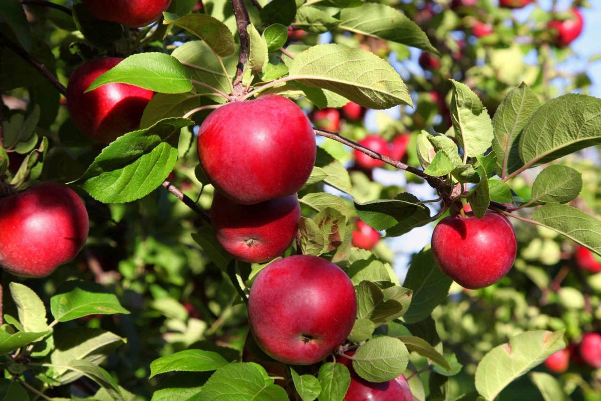3 Rboles Frutales Manzano Ciruelo Durazno Pera Almendro ~ Cuando Hay Que Abonar Los Arboles Frutales 3 Rboles Frutales Manzano Ciruelo Durazno Pera Almendro ~ Cuando Hay Que Abonar Los Arboles Frutales