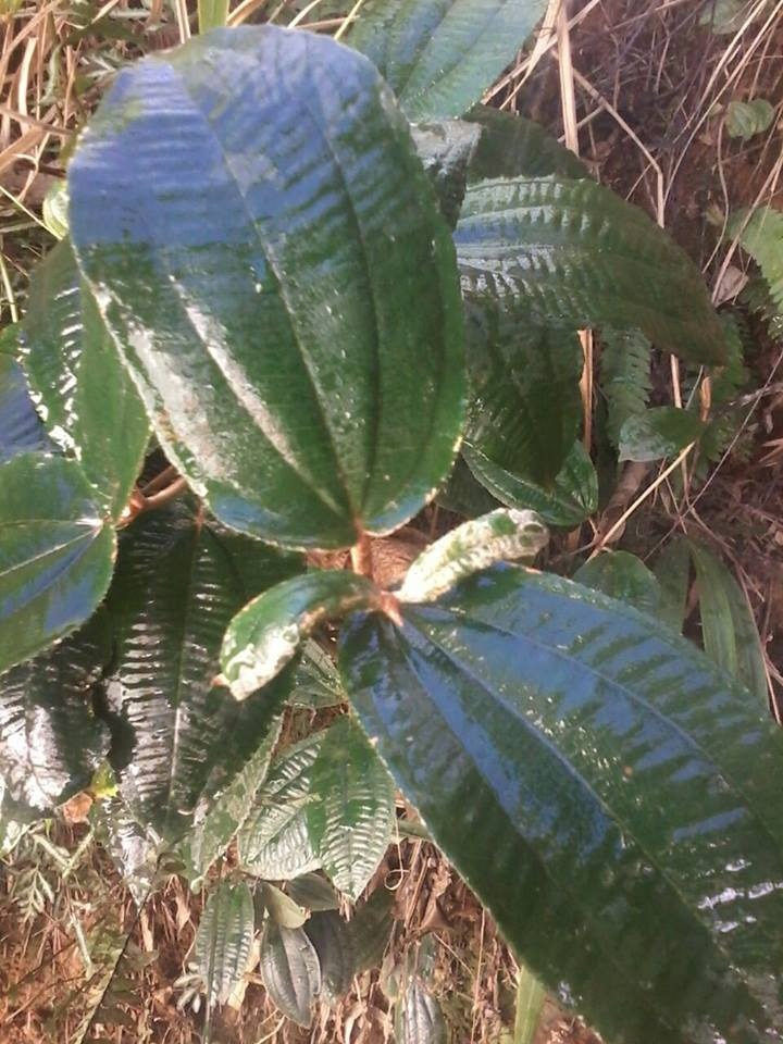 3 Mudas De Canela De Velho Miconia Albicans Legitimas R