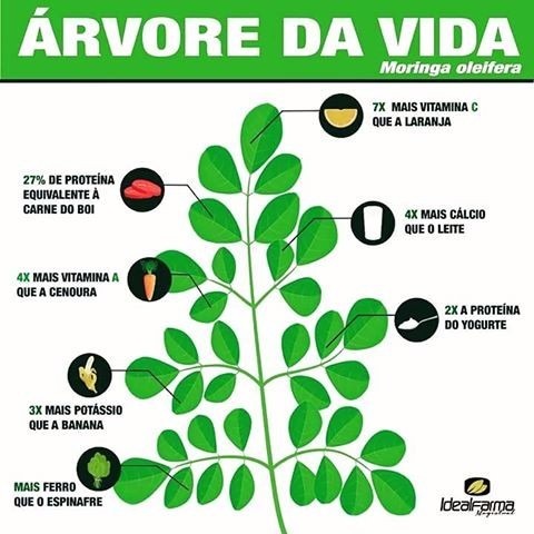 moringa,moringa oleifera,moringa beneficios,cha de moringa,moringa planta,moringa oleifera beneficios,beneficios da moringa,moringa para que serve,arvore da vida,folhas de moringa,moringa oleifera arvore,moringa planta medicinal,o que é moringa