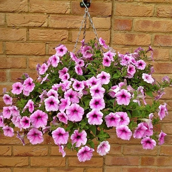 (30) Sementes Petúnia (petunia Juss) + Folheto Como 