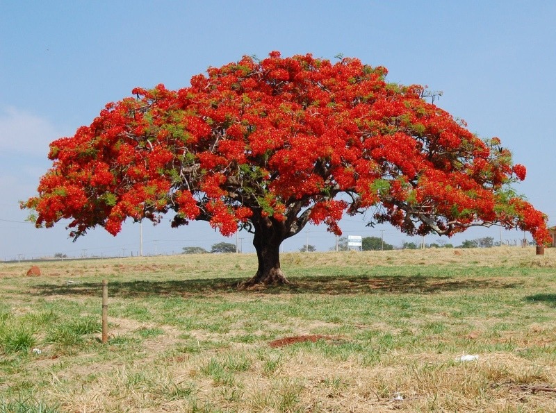 Resultado de imagen para árbol flamboyán