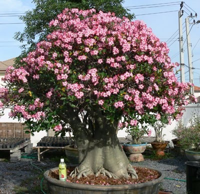 320 Sementes De Adenium (rosa Do Deserto), Por 190 - R 