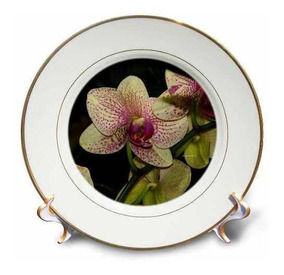 8-Inch 3dRose cp/_9002/_1 Orchid-Q-Porcelain Plate