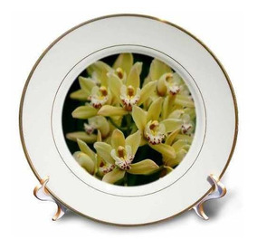 8-Inch 3dRose cp/_9002/_1 Orchid-Q-Porcelain Plate