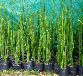 Enfermedades De Los Equinos Plantas En Mercado Libre Mexico