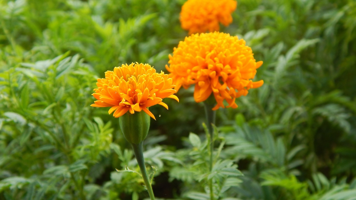 400 Sementes De Cravo Amarelo Flor - R$ 9,90 em Mercado Livre