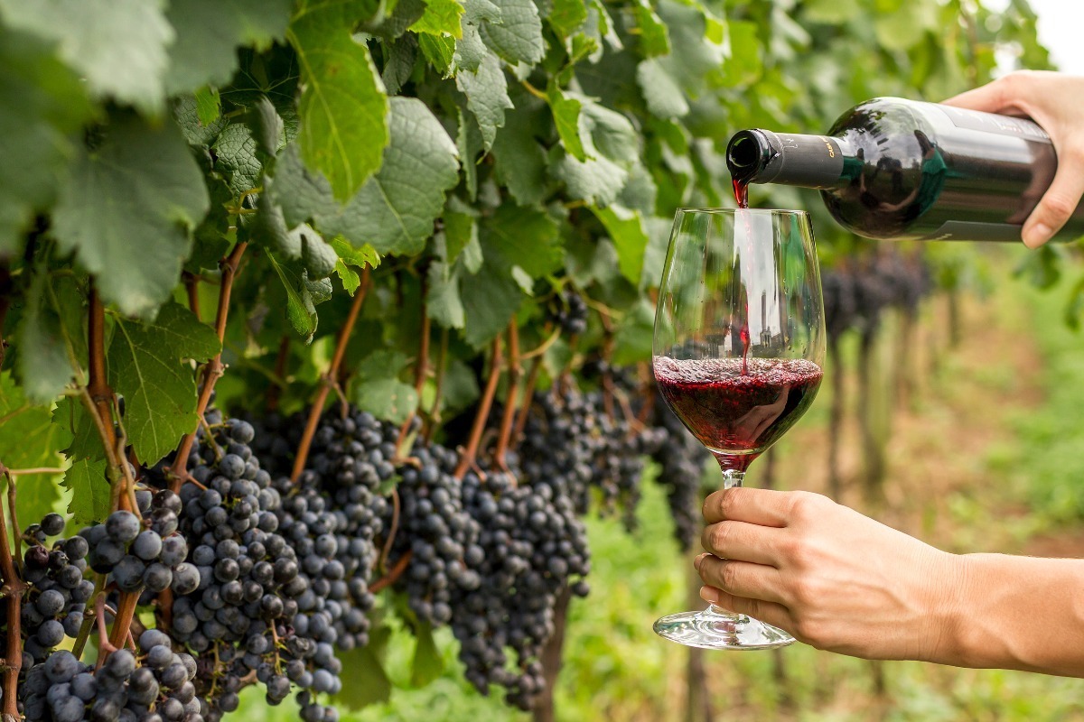 Resultado de imagem para uva syrah