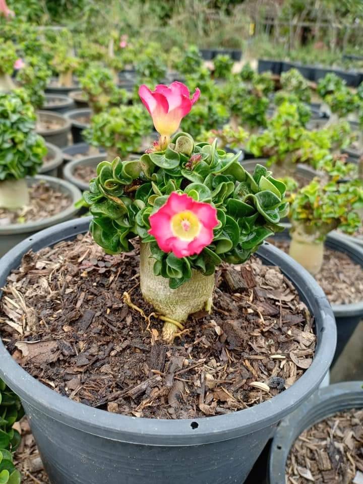 5 Semente De Mini Rosa Deserto Madusa Dha 100 Dorset Horn R 69
