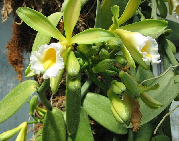 5 Sementes De Orquídea Baunilha Ou Vanilla Para Mudas - R 