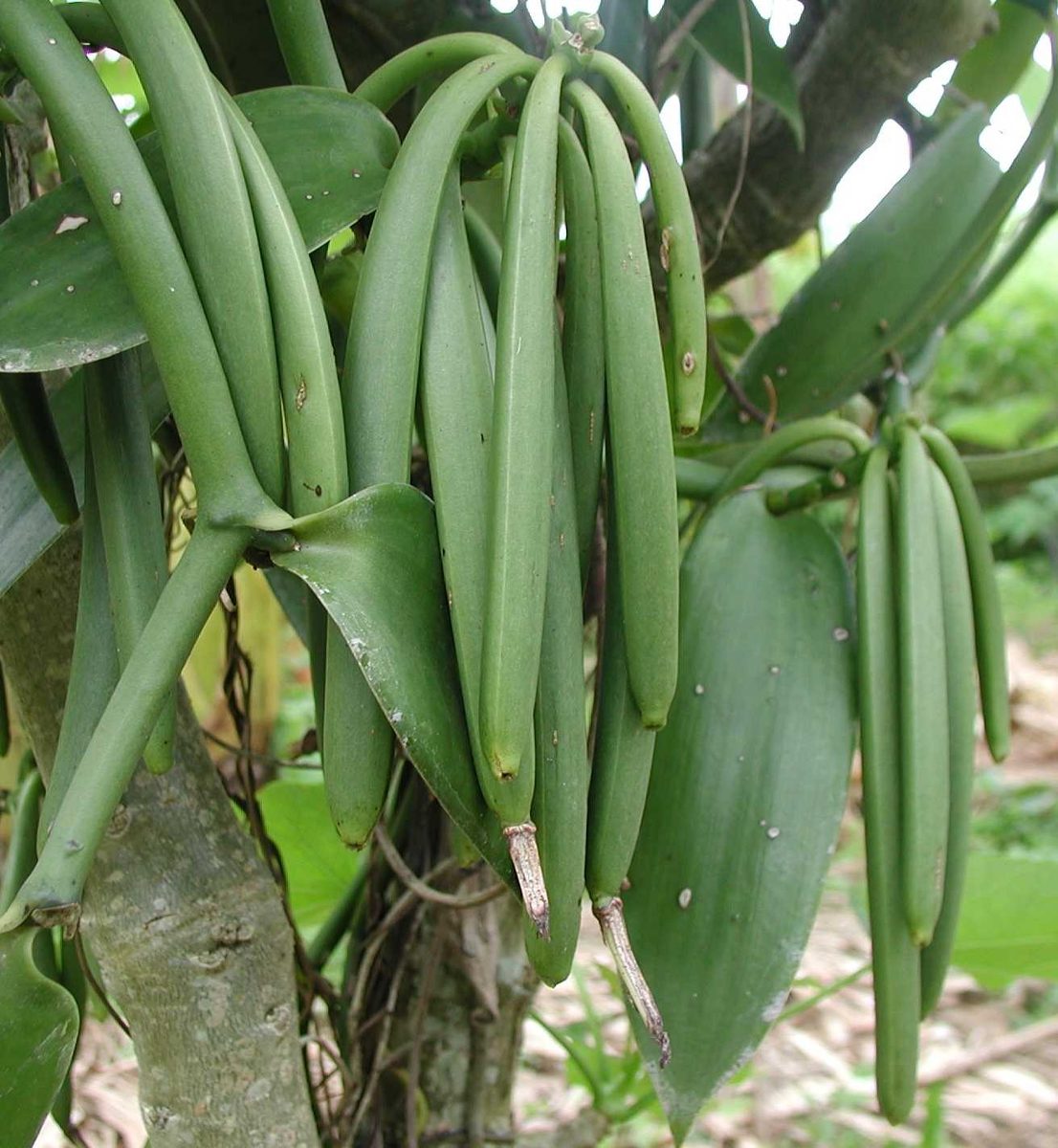 5 Sementes De Orquídea Baunilha Ou Vanilla Para Mudas - R 