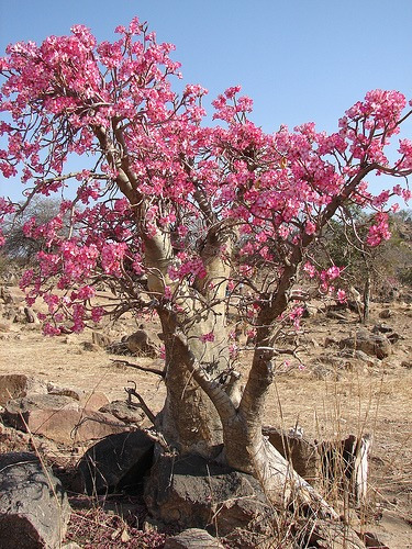 adenium